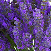 Lavander