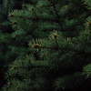 Pine