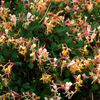 Honeysuckle