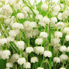 Muguet